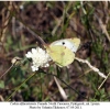 colias alfacariensis female